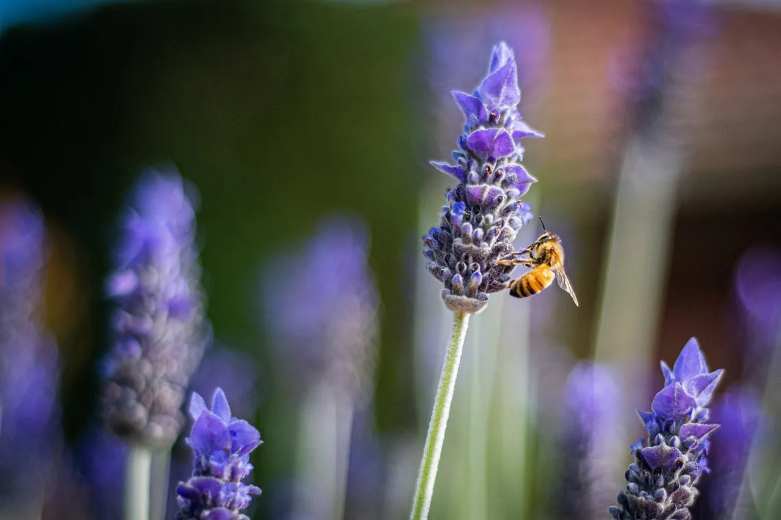 Blühkooperation Uffing lädt ein zur Bienenweiden-Führung