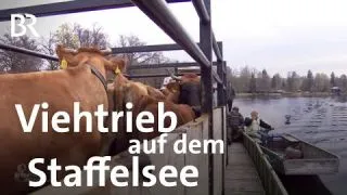 Bootspartie mit Kühen: Viehtrieb auf dem Staffelsee | Schwaben & Altbayern | BR Fernsehen